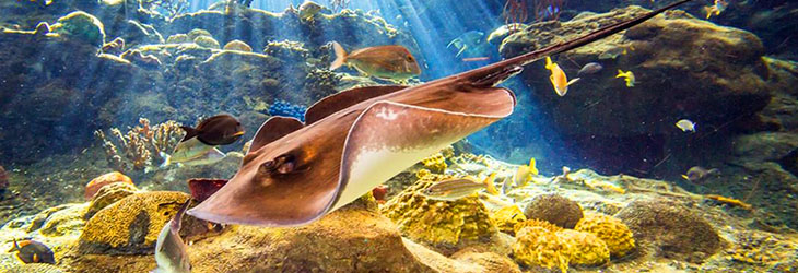 The Florida Aquarium The Florida Aquarium